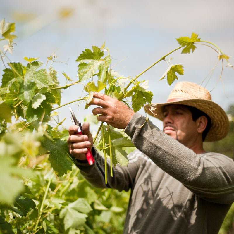 seasonal farm migrant workers rights | Kellum Law Firm seasonal migrant workers rights in high temperature work environments